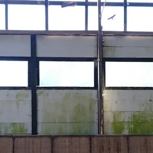 Befreiung der Fassade von Grünbelag
